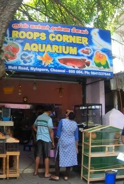 https://www.indiacom.com/photogallery/CNI1143277_Roops Corner Aquarium_Aquariums & Aquarium Suppliers.jpg