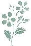 logo of Uma Natural Herbals Health & Beauty Clinic