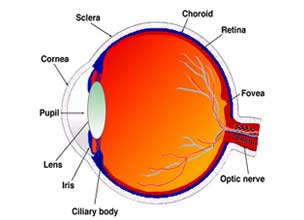 Retina and Diabetic Eye Treatment 